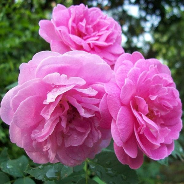 rosa damascena seeds for sale Buy Damascus Rose, Scented Rose (Any Color)