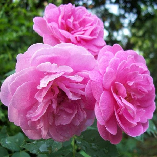 damascus rose - plant