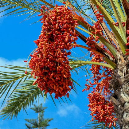 palm plant fruit Buy Date palm