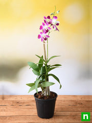 dendrobium orchid - plant