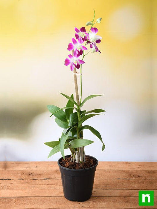 22 Best Types of Orchids - Orchid Care Guide