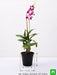 dendrobium orchid - plant