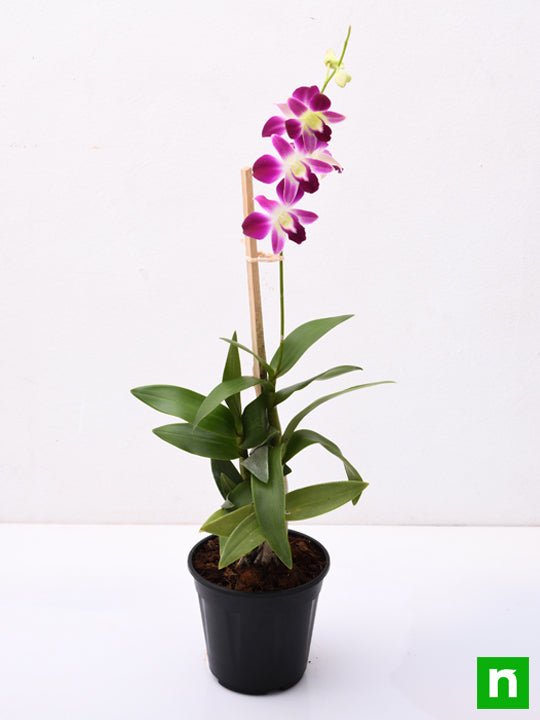 dendrobium orchid - plant