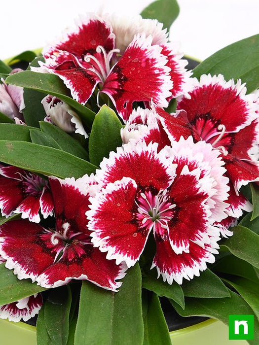 dianthus (pink white) - plant