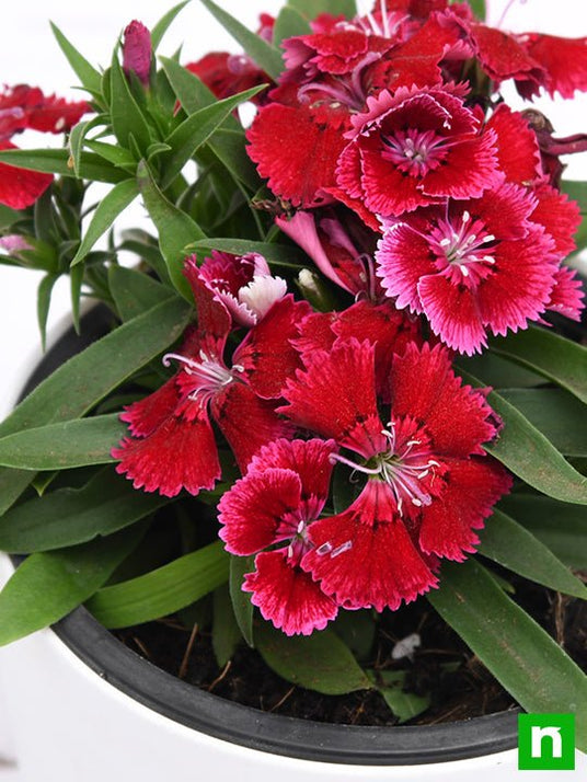 Buy Dianthus (Red) - Plant online from Nurserylive at lowest price.