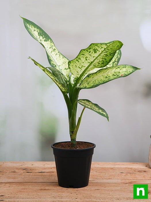 dieffenbachia amoena deadly Buy Dieffenbachia Amoena Tropic Snow