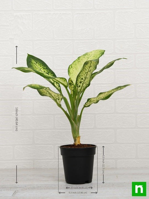 dieffenbachia amoena for sale Buy Dieffenbachia Amoena Tropic Snow