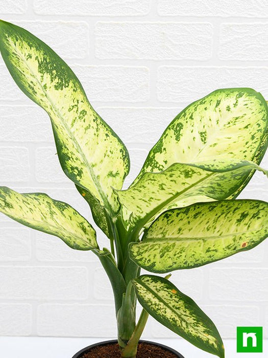dieffenbachia amoena for sale Buy Dieffenbachia Amoena Tropic Snow
