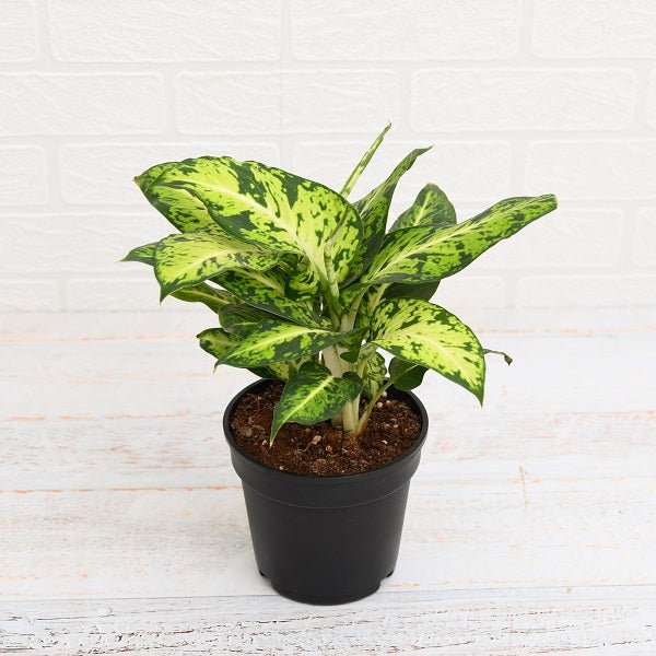 dieffenbachia mary plant in 6 inch (15 cm) pot 