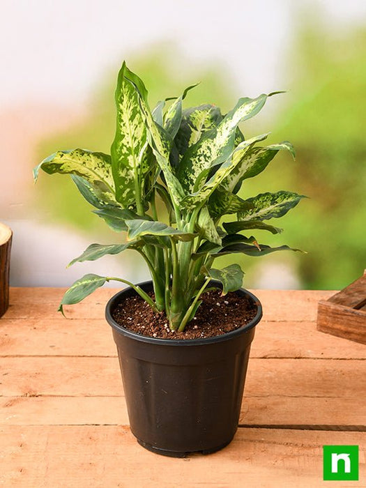 dieffenbachia maculata sparkles Buy Dieffenbachia Sparkles