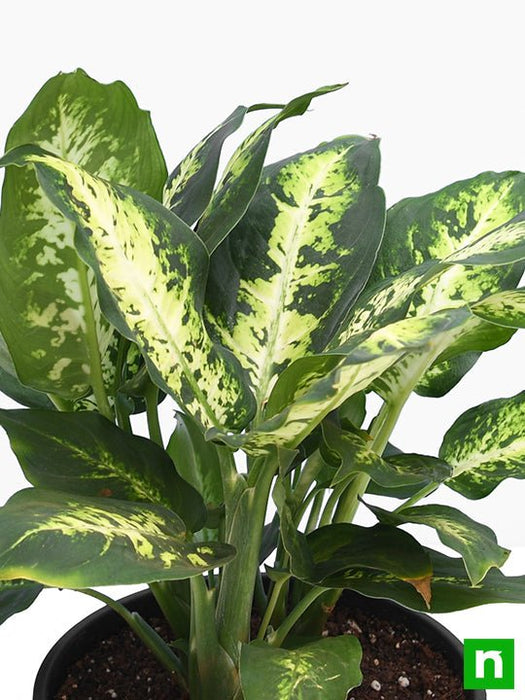 dieffenbachia maculata sparkles Buy Dieffenbachia Sparkles