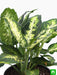 dieffenbachia sparkles - plant