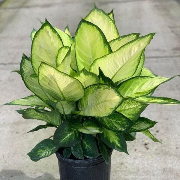 dieffenbachia online Buy Dieffenbachia Tropic Marianne