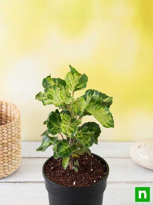 indoor aralia plant Buy Dinner Plate Aralia