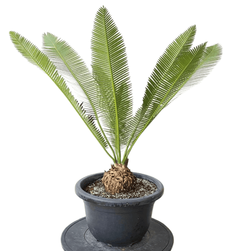 dioon spinulosum - plant