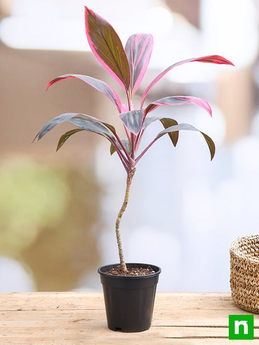 dracaena mahatma plant benefits Buy Dracaena Mahatma, Cordyline Terminalis Mahatma