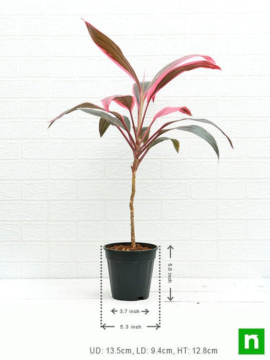 dracaena mahatma - plant