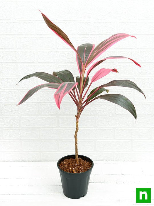 red dracaena mahatma Buy Dracaena Mahatma, Cordyline Terminalis Mahatma