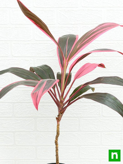 dracaena mahatma common name Buy Dracaena Mahatma, Cordyline Terminalis Mahatma