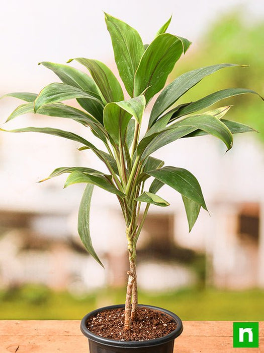 mahatma dracaena Buy Dracaena Mahatma Varigated