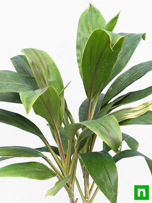 dracaena mahatma common name Buy Dracaena Mahatma Varigated