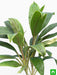 dracaena mahatma varigated - plant