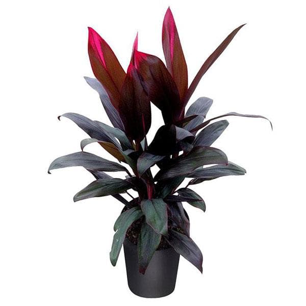 dracaena ruby Buy Dracaena Mysore Ruby, Dracaena Baby Doll