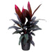 dracaena mysore ruby - plant