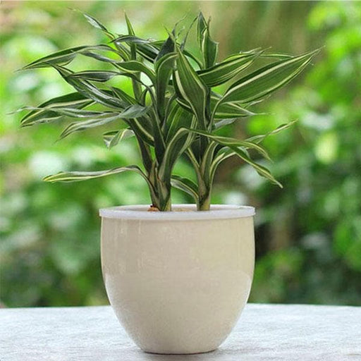 dracaena silver - plant