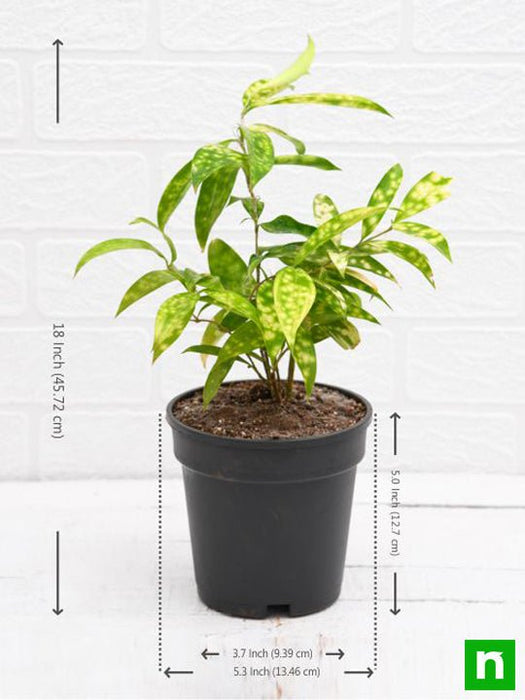 dracaena surculosa aurea Buy Dracaena surculosa Aurea, Golddust Dracaena
