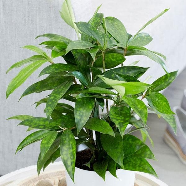 dracaena surculosa for sale Buy Dracaena Surculosa, Spotted Leaf Dracaena