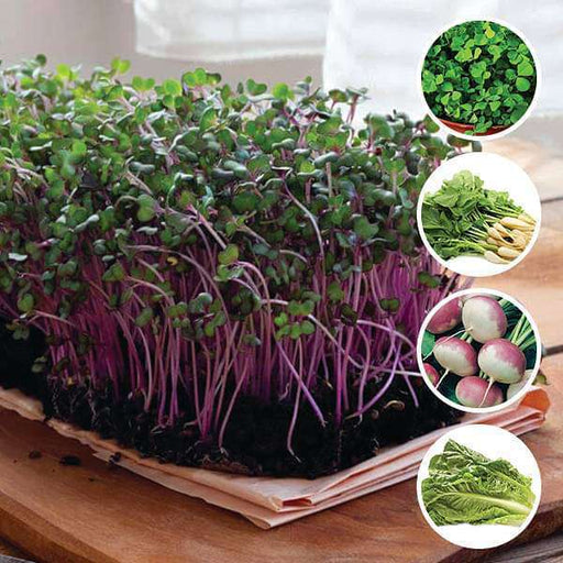 easy to grow nutritious microgreens 