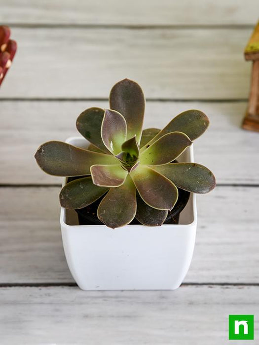 melaco succulent Buy Echeveria Melaco
