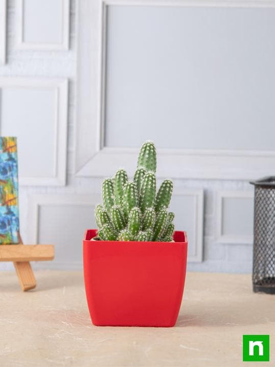 Buy Cactus Plants online from Nurserylive at lowest price.