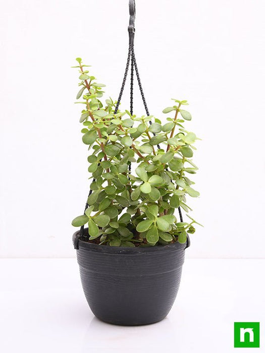 portulacaria afra basket Buy Elephant bush, Portulacaria afra, Jade plant (Hanging Basket)