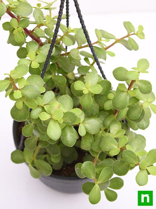 jade plant hanging over pot Buy Elephant bush, Portulacaria afra, Jade plant (Hanging Basket)