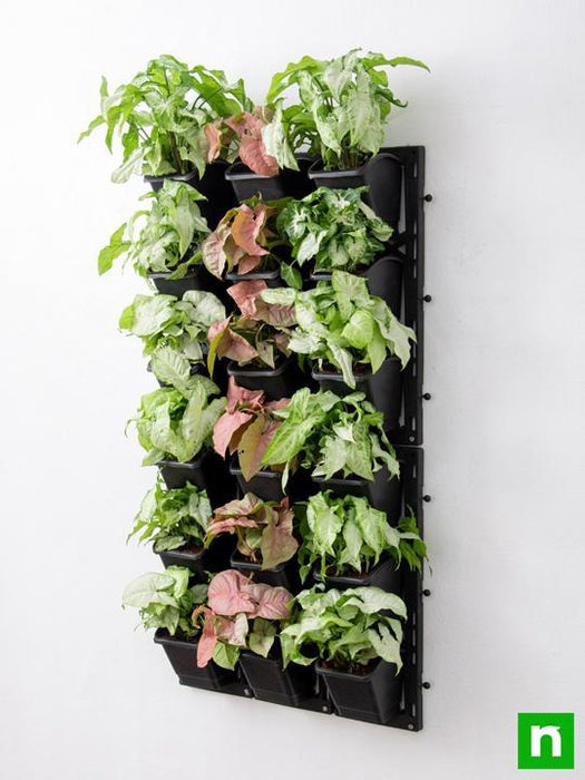 philodendron vertical garden Buy Enchanting Syngonium Vertical Garden to Decorate Indoor Space online from Nurserylive at lowest price