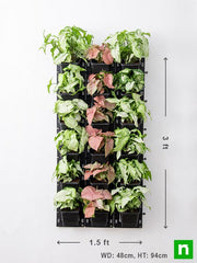 enchanting syngonium vertical garden to decorate indoor space 