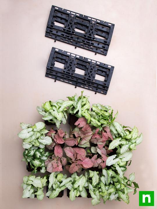 enchanting syngonium vertical garden to decorate indoor space 