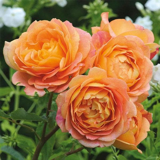 english rose (orange) - plant