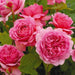 english rose (pink) - plant