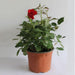 english rose (red) - plant