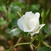 english rose (white) - plant