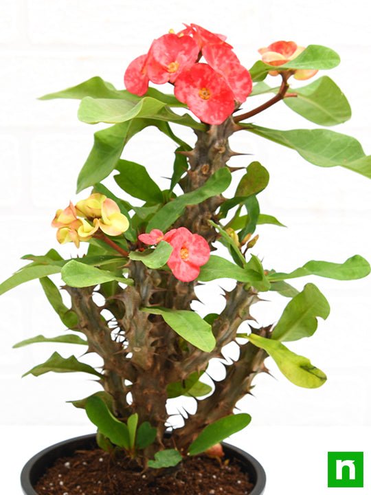 euphorbia (peach) - plant