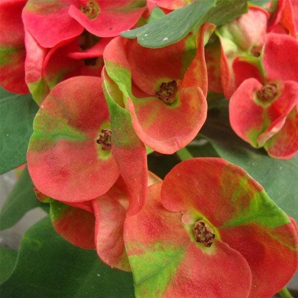 euphorbia (pink - plant