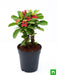 euphorbia (red) - plant