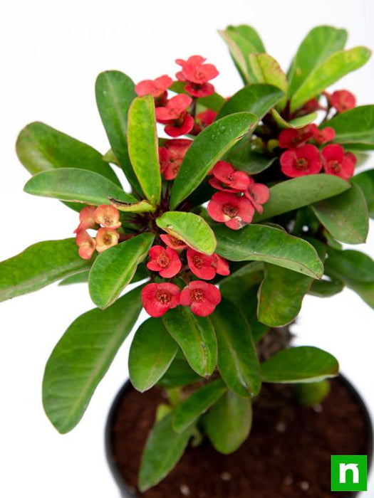 succulent plant with red flowers Buy Euphorbia (Red)