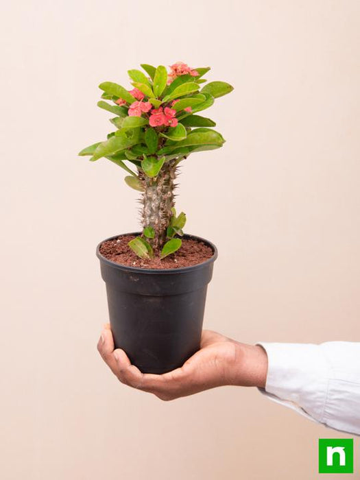 succulent with red spikes Buy Euphorbia (Red)