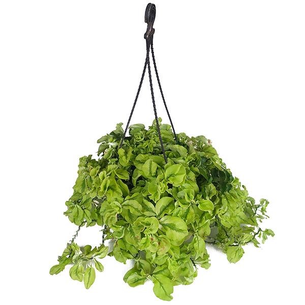euphorbia hanging plant Buy Pedilanthus, Euphorbia tithymaloides (Hanging Basket)