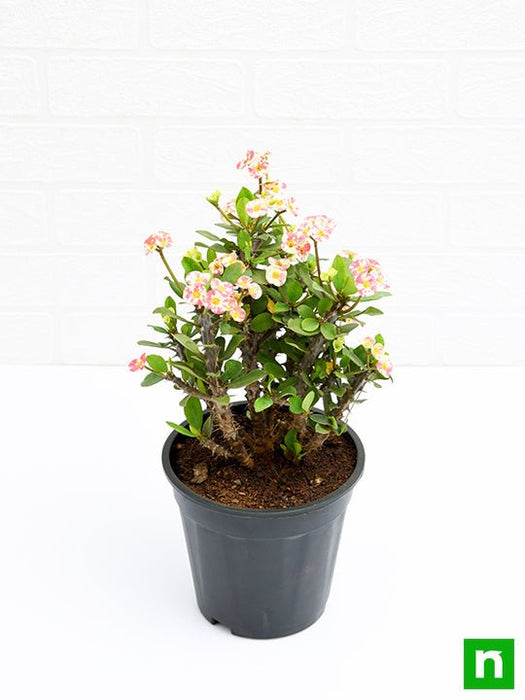 white and pink succulent Buy Euphorbia (White - Pink)